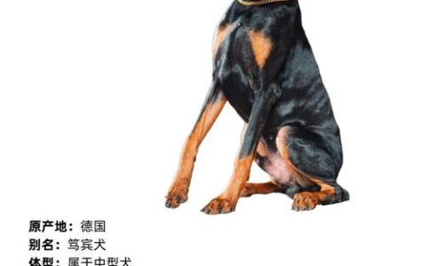 热血江湖杜宾犬宠物怎么得？2026最新培养攻略与属性解析
